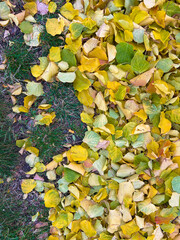 Texture leaves, Background autumn leaves, Autumn wallpapers