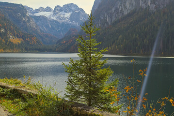 Picturesque Gosausee lake in Austria surrounded by the high snow-capped peaks of the Dachstein Mountains. Dense forests show off the warm hues of autumn. The water reflects the cloudy sky.