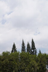 Towering pine trees with clear sky and white clouds