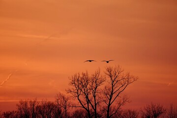 Sunset cloud trees flying birds