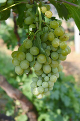 Close up of grapes hanging on Vine, Hanging grapes. Grape farming. Grapes farm. Tasty green grape bunches hanging on branch. Grapes With Selective Focus on the subject, Chakwal, Punjab, Pakistan