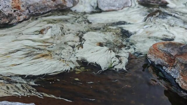 chloroflexus aurantiacus