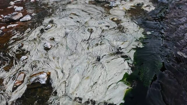 chloroflexus aurantiacus