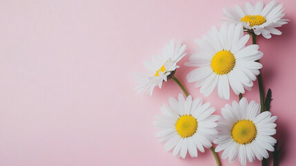 Bright white daisies arranged elegantly on a soft pink background showcasing nature's beauty