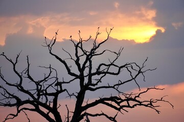 tree silhouette against sunset