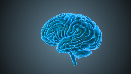 The Medical Animation of the Human Brain