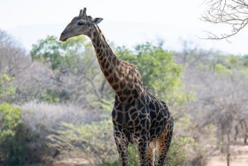 Afrikanische Tiere Giraffe im Busch vom Krüger National Park - Kruger Nationalpark Südafrika