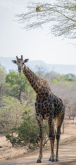 Afrikanische Tiere Giraffe im Busch vom Krüger National Park - Kruger Nationalpark Südafrika