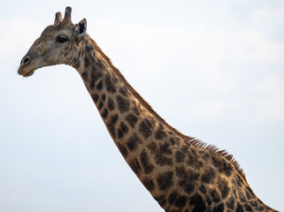Afrikanische Tiere Giraffe im Busch vom Krüger National Park - Kruger Nationalpark Südafrika