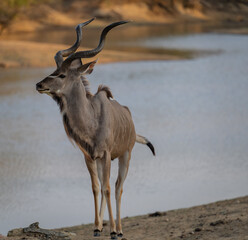 Afrikanische Tiere Männlicher groß Kudu Strepsiceros im Krüger National Park - Kruger Nationalpark Südafrika