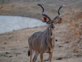 Afrikanische Tiere Männlicher groß Kudu Strepsiceros im Krüger National Park - Kruger Nationalpark Südafrika