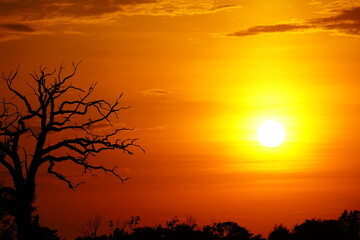 Obraz premium sunset in the forest