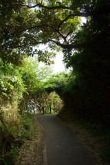 Fototapeta premium 城ヶ島公園の夏の風景