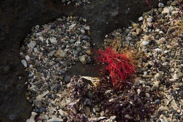城ヶ島公園　夏の風景