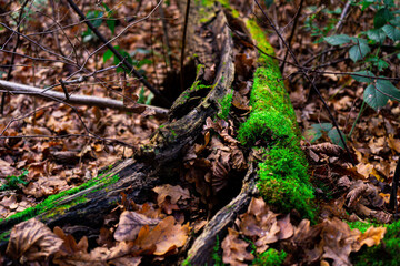 Moss-Covered Fallen Log Amidst Decaying Leaves on the Forest Floor, Showcasing Natural Decomposition and Earthy Tones in an Autumn Woodland Scene






