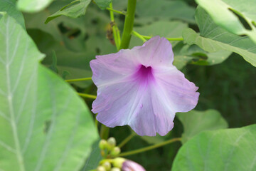 Ipomoea carnea, Ipomoea carnea, the pink morning glory is a species of morning glory that grows as a bush, A close view of Ipomoea carnea flower in nature, Chakwal, Punjab, Pakistan
