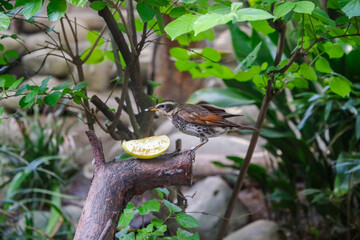 餌を食べるツグミ