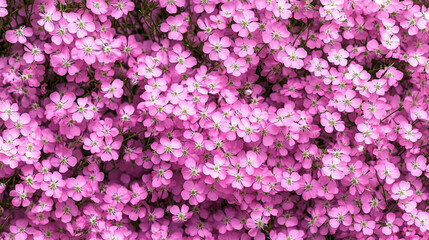 Obraz premium Vibrant pink flowers blooming abundantly in a sunny garden during springtime