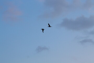 image of birds in the sky