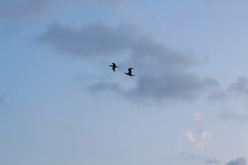image of birds in the sky
