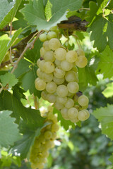 Close up of grapes hanging on Vine, Hanging grapes. Grape farming. Grapes farm. Tasty green grape bunches hanging on branch. Grapes With Selective Focus on the subject, Chakwal, Punjab, Pakistan