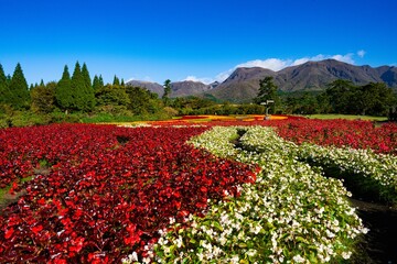 久住のベゴニア