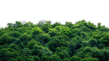 A forest with many trees