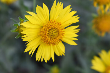 Golden Crownbeard (Also called Golden Crownbeard, Copen Daisy, golden crown beard) in the nature, Golden Crownbeard Flower closeup,Beautiful yellow flower closseup in nature Chakwal, Punjab, Pakistan
