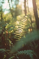 A blurry photograph of ferns in the forest