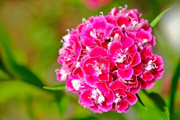 Beautiful blooming pink Dianthus (Sweet William & Carnation) flowers with blurred green background in the garden.