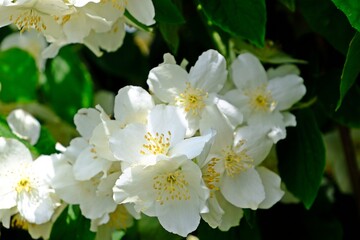 Beautiful blooming mock orange, white flowers of celinda (Philadelphus coronarius) in the garden.