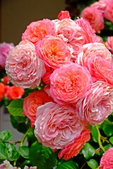 A vibrant cluster of blooming garden roses in shades of pink and peach, captured in full detail under natural sunlight.