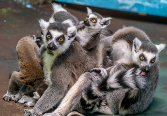 Fototapeta premium The family of the feline lemur in close-up.