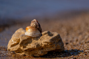Seashells on a rock near the sea in close-up.