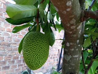 Artocarpus heterophyllus. Unripe jackfruit hanging on Jack tree. Tropical exotic fruit.