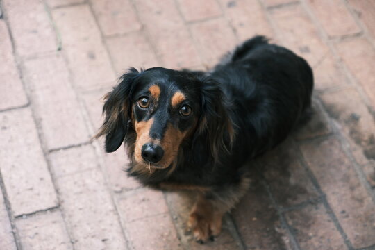 qq dachshund