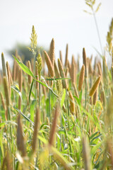 Beautiful closeup pearl millet crop field in rural area. Ripping millet crop field, Bajra crop field, Closeup view of Pearl millet plant. cultivation pearls millet fields for birds seed, Pakistan