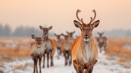 Fototapeta premium Herd of deer walking in snowy field at sunset.