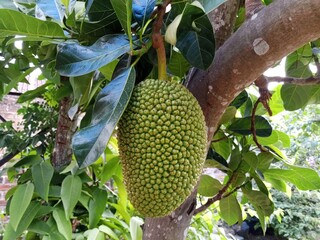 Artocarpus heterophyllus. Unripe jackfruit hanging on Jack tree. Tropical exotic fruit.