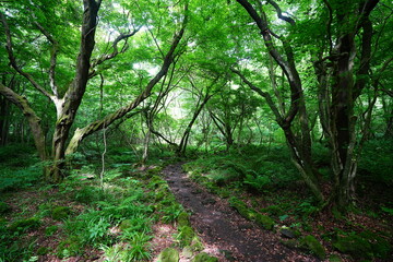 old trees in spring forest