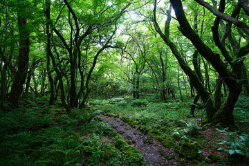 Obraz premium fine spring path through old trees and vines