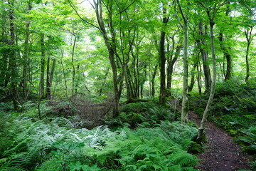fine spring path through dense ferns