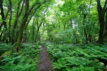 fine spring path through dense ferns
