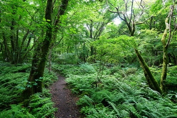 fine spring path through dense ferns