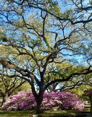 Obraz premium tree in bloom in spring 