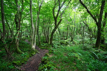 Fototapeta premium refreshing spring forest and fine pathway