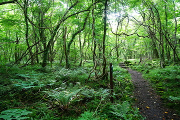 fine spring path through old trees and vines