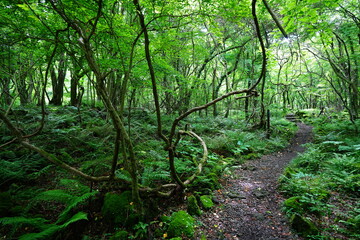 Obraz premium fine spring path through old trees and vines