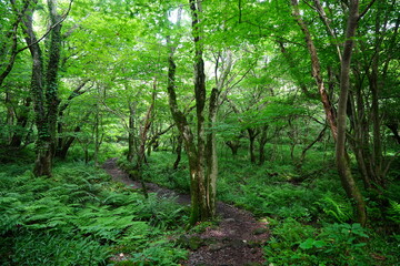 Obraz premium old trees in spring forest