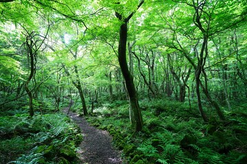 Obraz premium refreshing spring forest and path in the gleaming sunlight